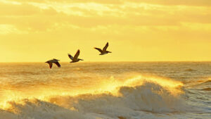 Digital Marketing Services